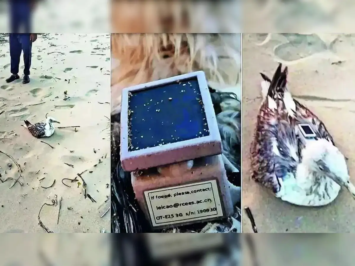 Chinese GPS tracker found on seagull near Karwar Coast in Karnataka,  officials initiate inquiry - The Economic Times