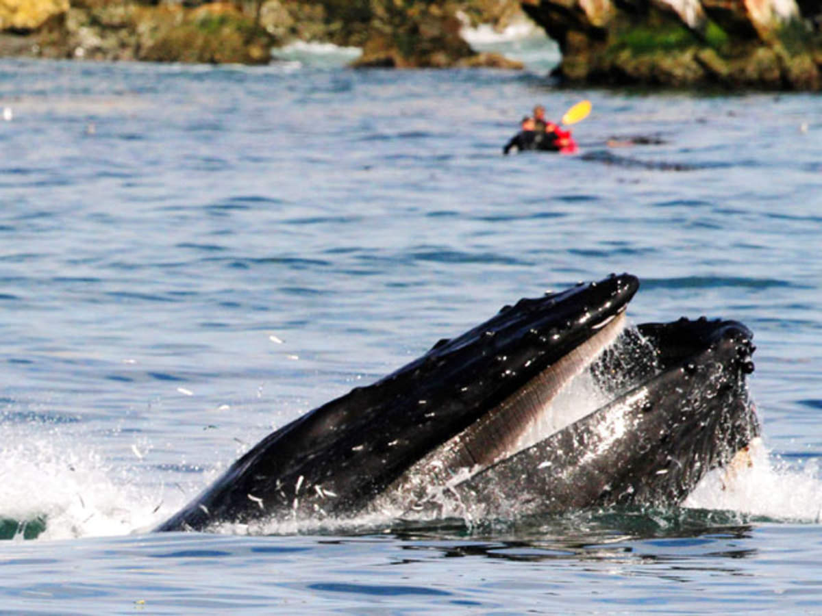 India's first dolphin community reserve to come up in Bengal - The Economic  Times