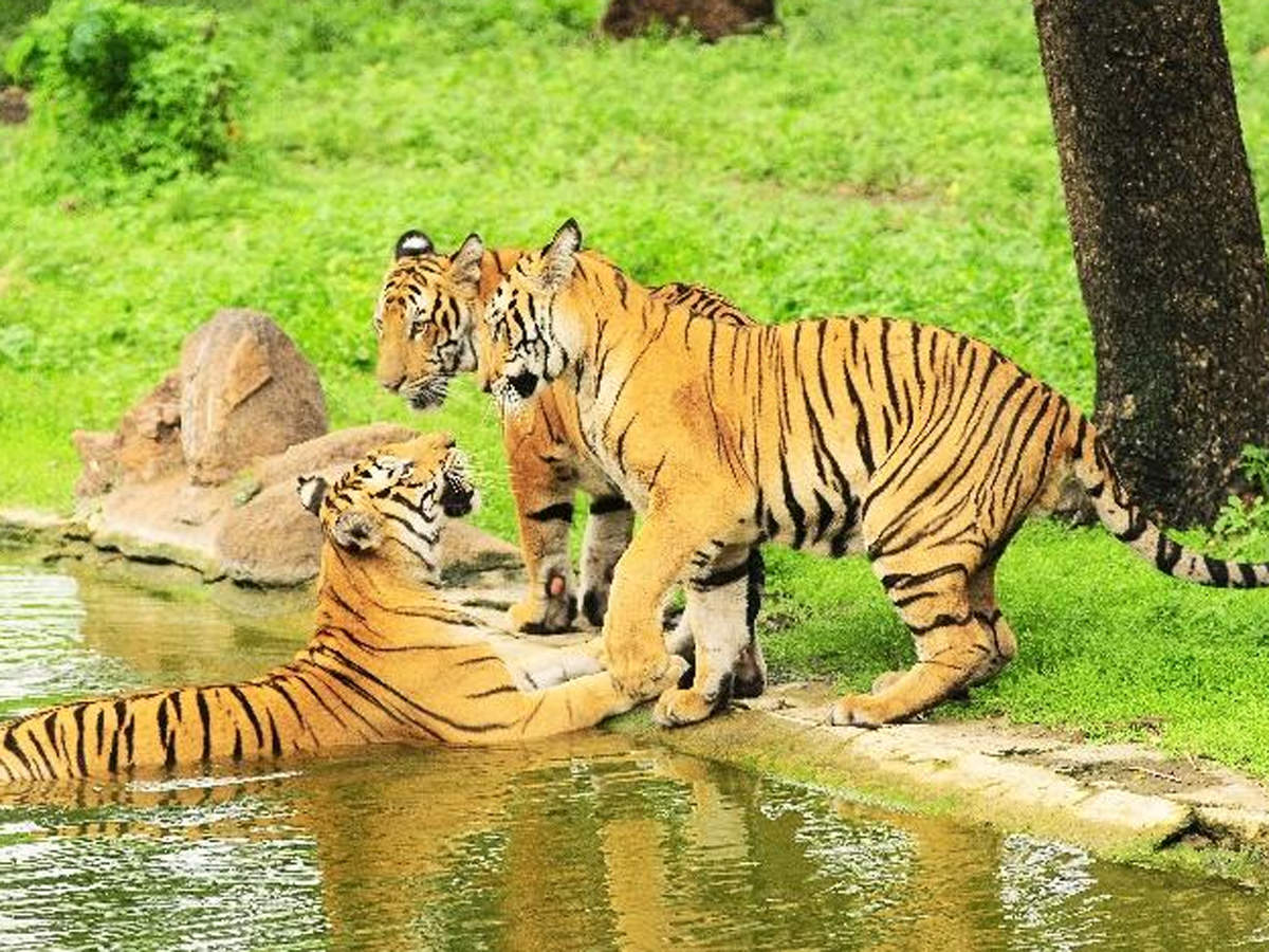 Rewilding' centre aimed at reducing man-animal conflict to come up in UP's  Pilibhit - The Economic Times