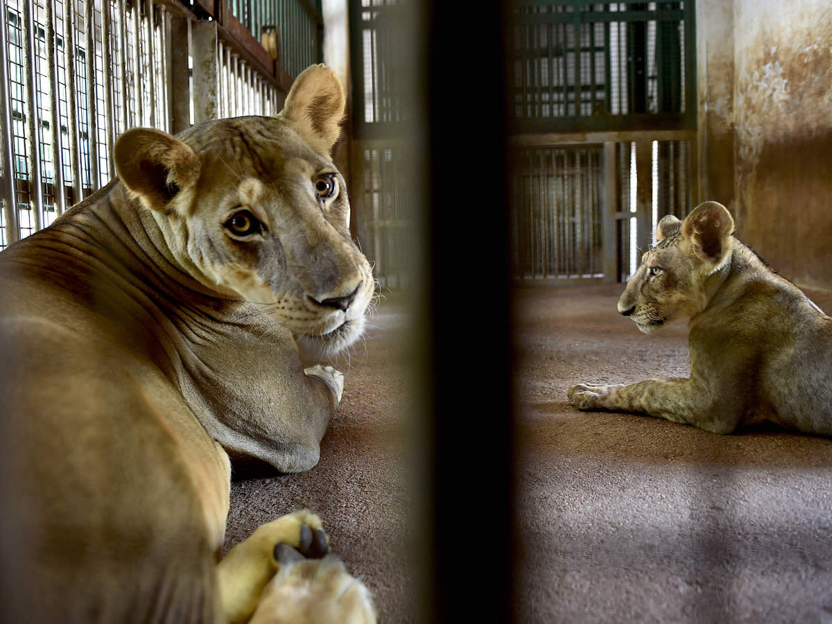 Two lionesses test positive for Covid at Tamil Nadu zoo - The Economic Times