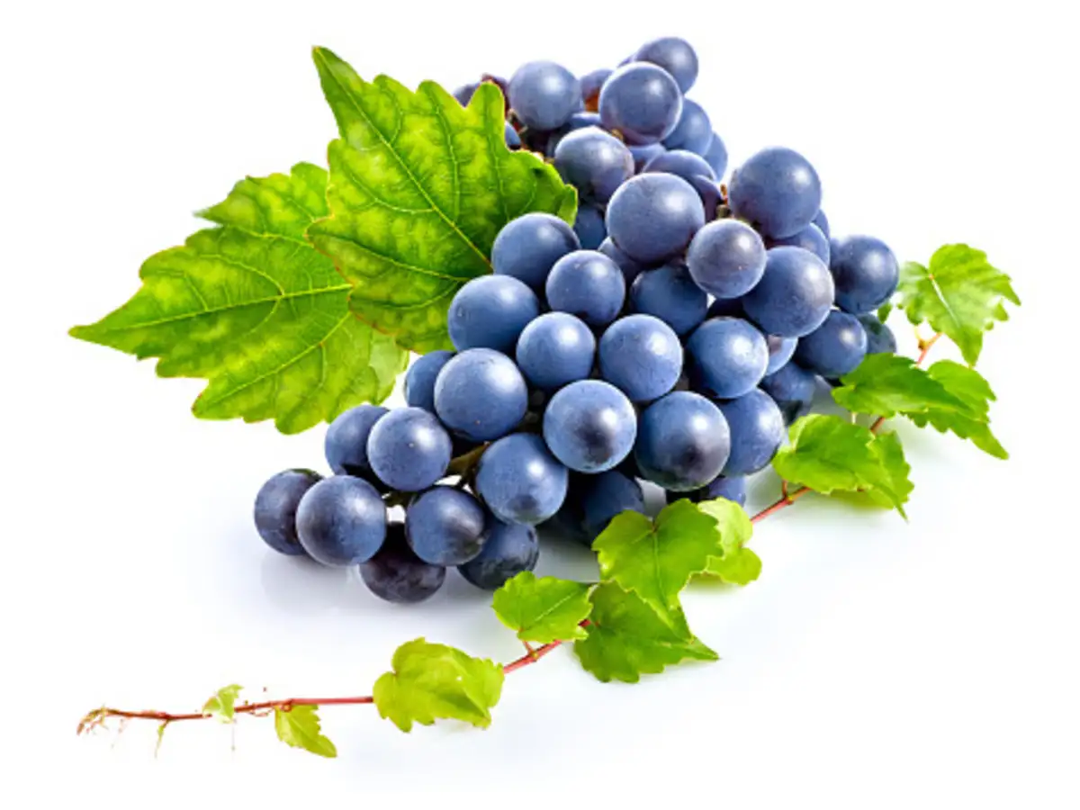 Grape India S Grape Exports To Europe Surge By 31 The Economic Times Grapes have been determined to lower our risk of excessive and unwanted inflammation in a variety of ways. grape exports to europe surge