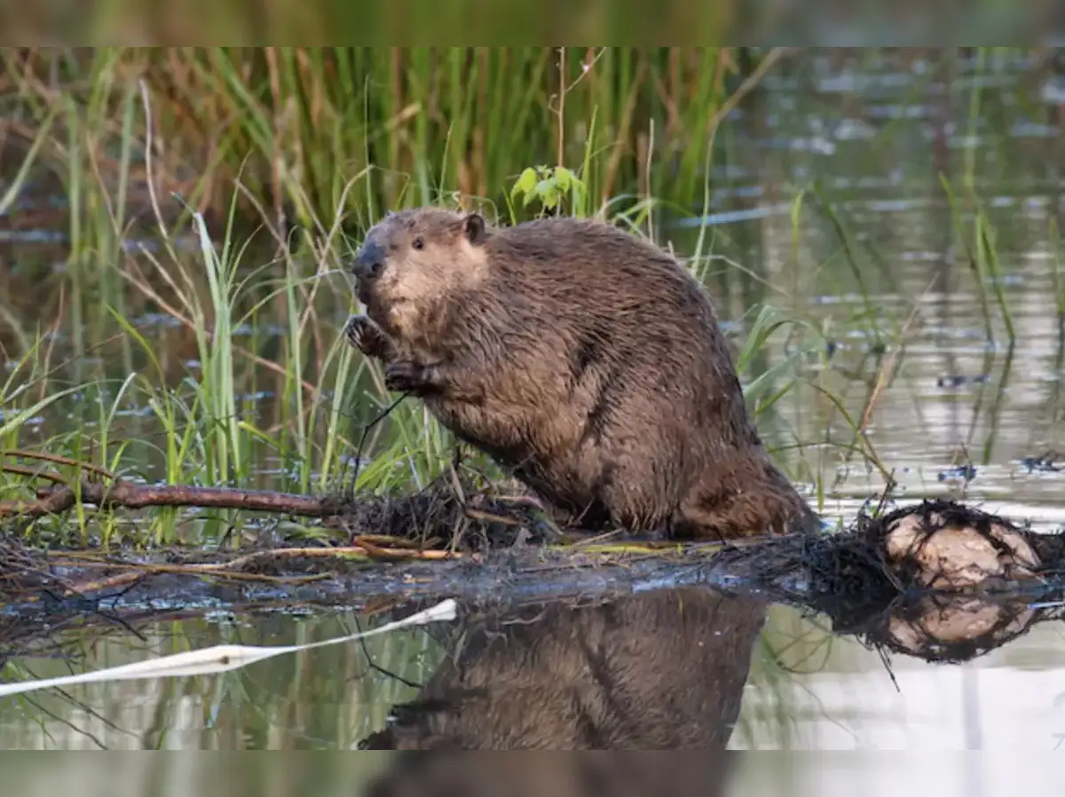 The Price of Progress: How Much Does Beaver Dam Removal Really Cost?