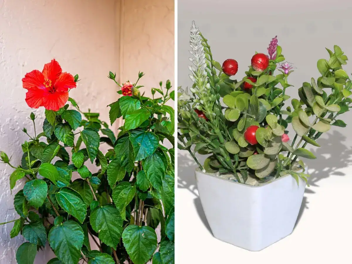 6 lucky plants for home entrance from around the world believed to attract  good fortune - The Economic Times