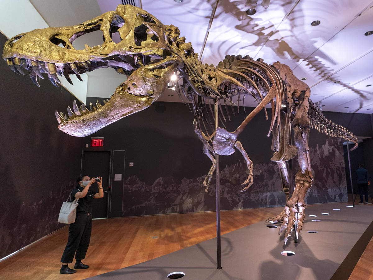 T Rex Skeleton One Of Largest Known T Rex Skeleton Up For Auction At Christie S Could Rake In 8 Mn The Economic Times