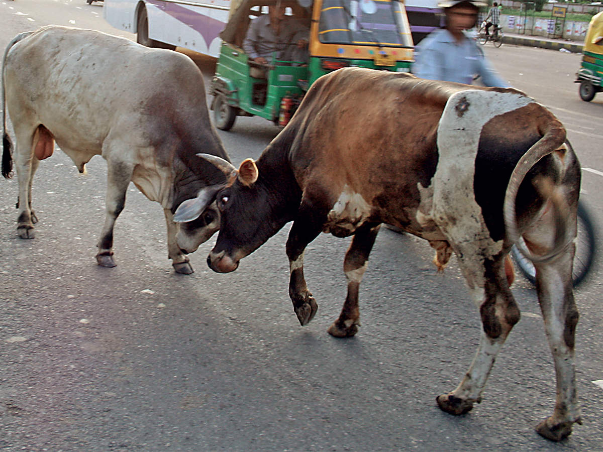 What made rural India abandon its cattle in droves - The Economic Times