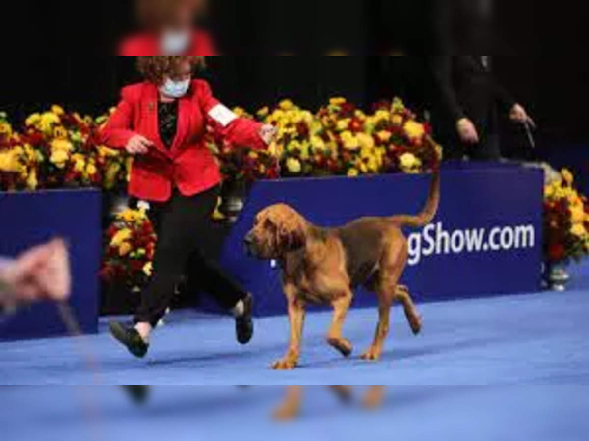 Variety of dog breeds showcased at the National Dog Show 2022