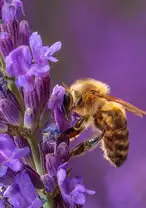 7 Most Dangerous Bees You Should Never Mess With