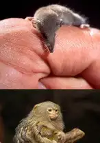 10 World&rsquo;s Smallest Animals That Can Fit In Your Palm