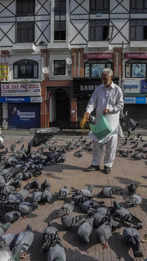 In Kashmir, pigeon keeping is a big hobby
