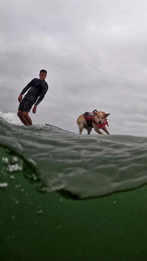 PAW-some pictures of dogs surfing will make your day