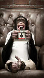 Hoo! Chimps use complex vocal communication