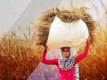 India bans wheat exports: What changed?