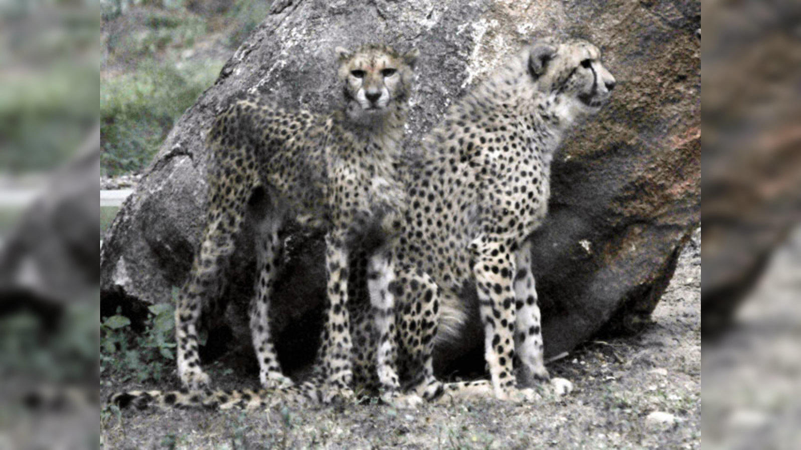 Cheetah, Launch Pad - Life Size