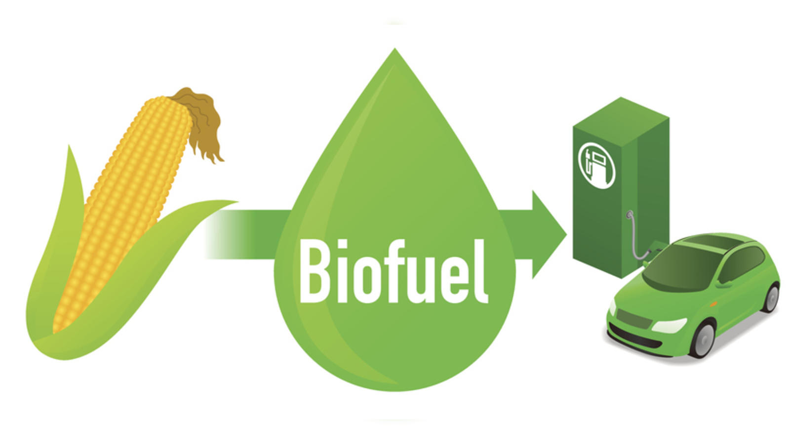 Researchers fed microalgae on leftover coffee grounds to produce  high-quality biodiesel - Interesting Engineering