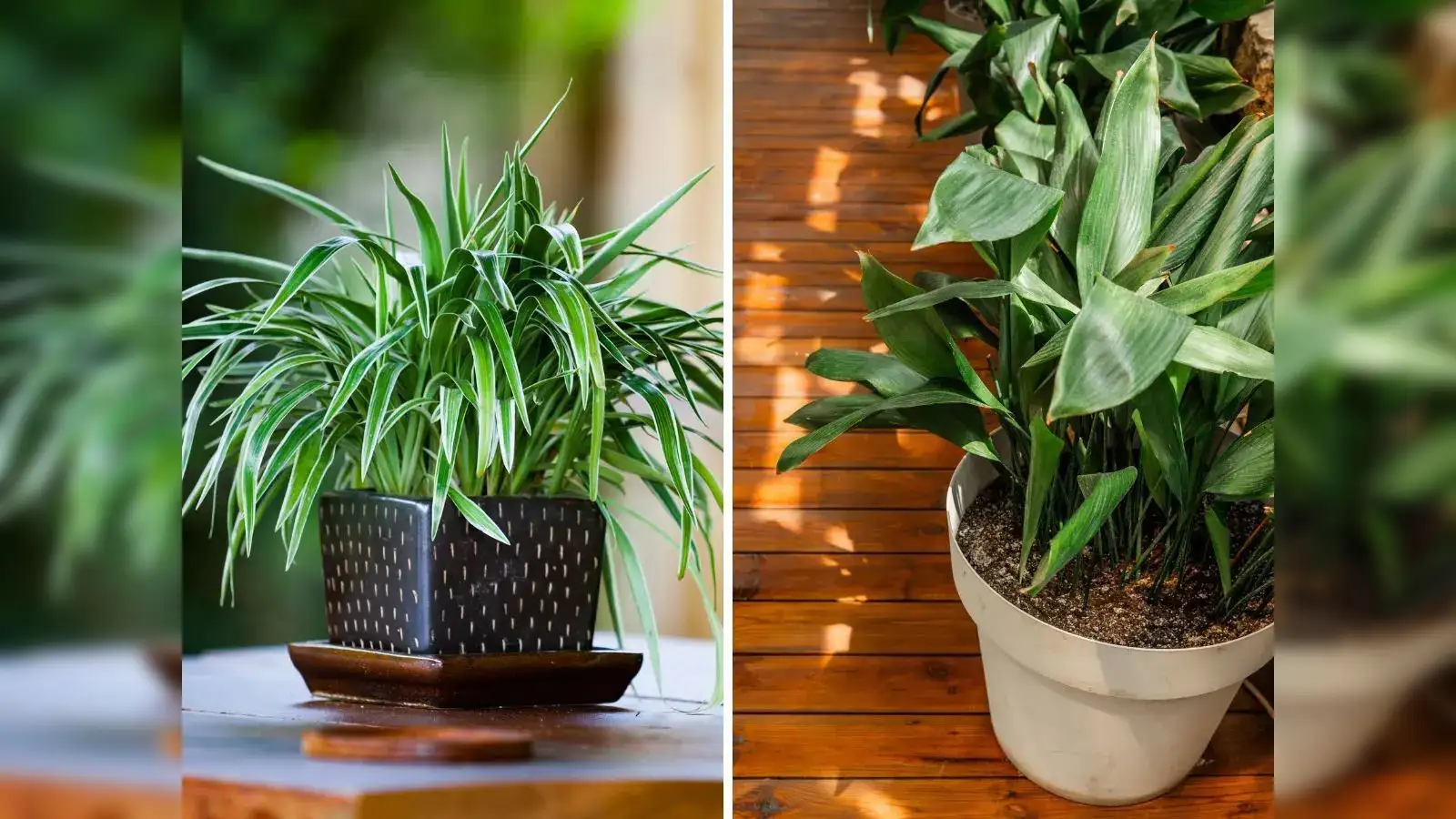 7 beginner-friendly indoor plants that are low-maintenance and can survive  almost anywhere - The Economic Times