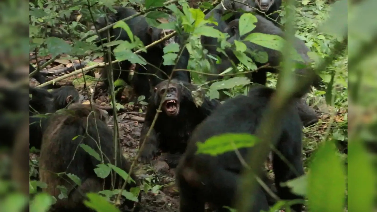 Chimpanzees wage ‘war’ in Uganda's Kibale National Park, study shows they fight organised battles