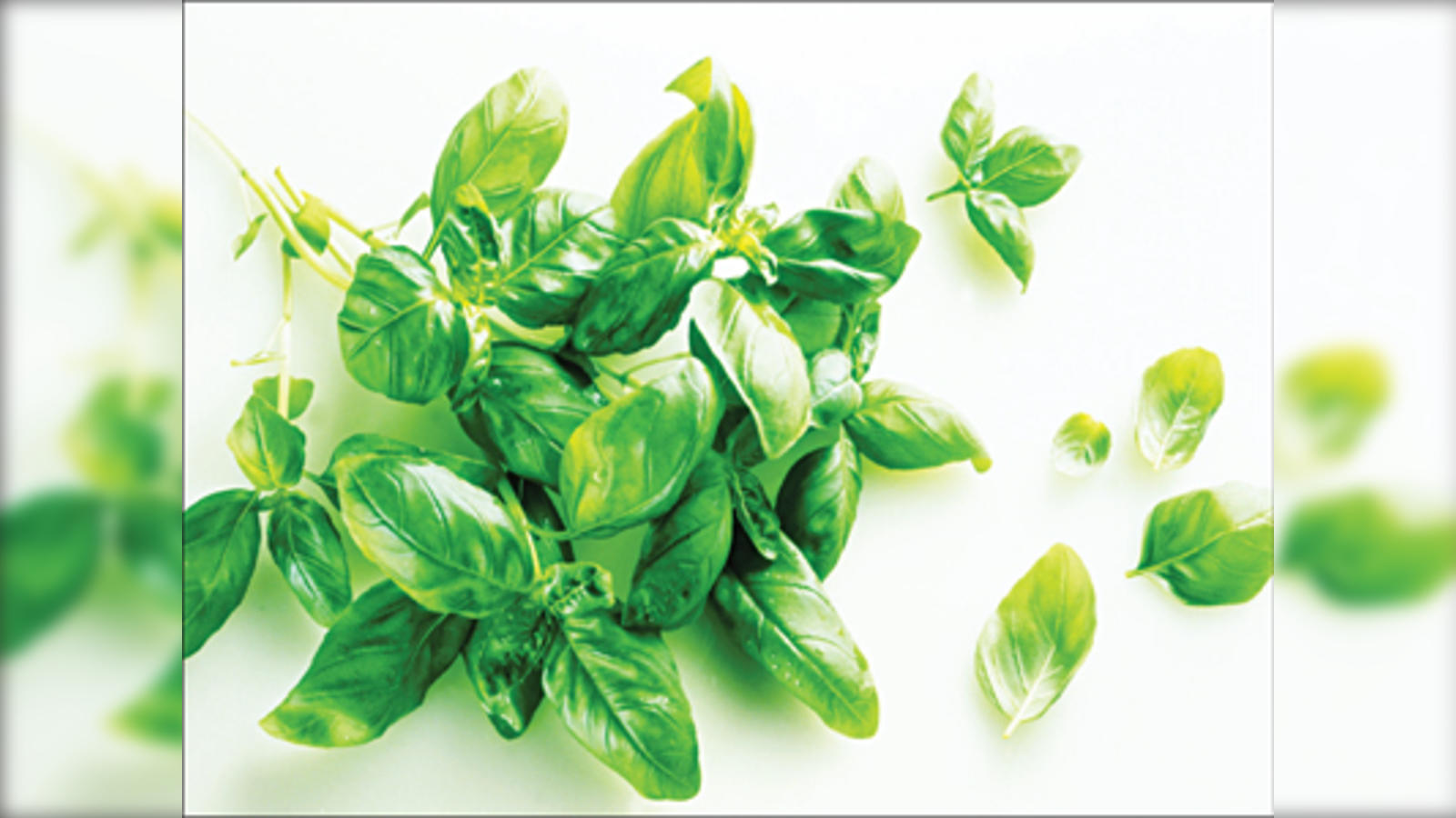 Basil the aromatic green herb has much to do with India The