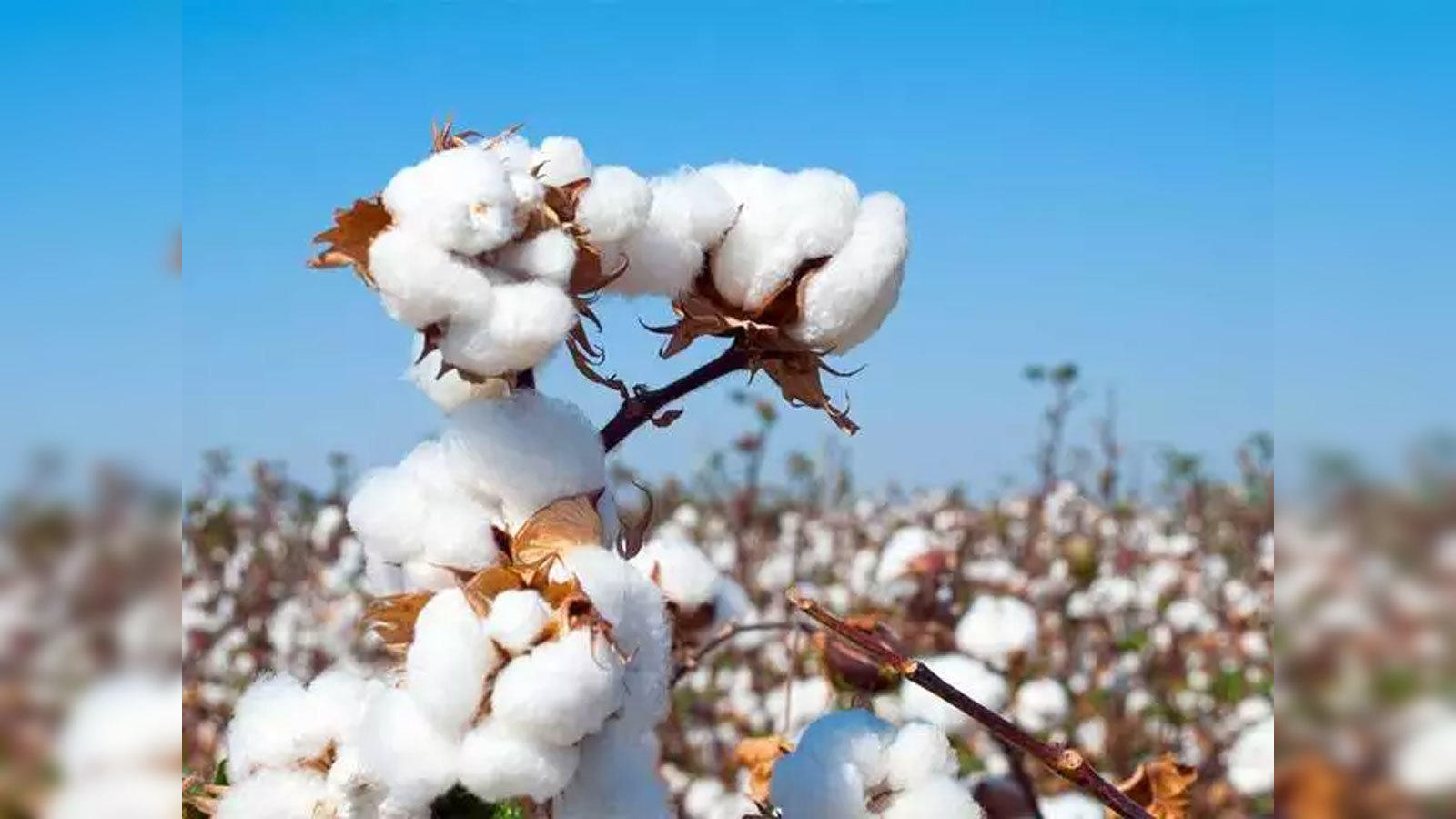 https://img.etimg.com/thumb/width-1600,height-900,imgsize-124641,resizemode-75,msid-73936226/news/economy/agriculture/cai-maintains-its-cotton-crop-estimate-for-2019-20-crop-year-at-354-50-lakh-bales.jpg