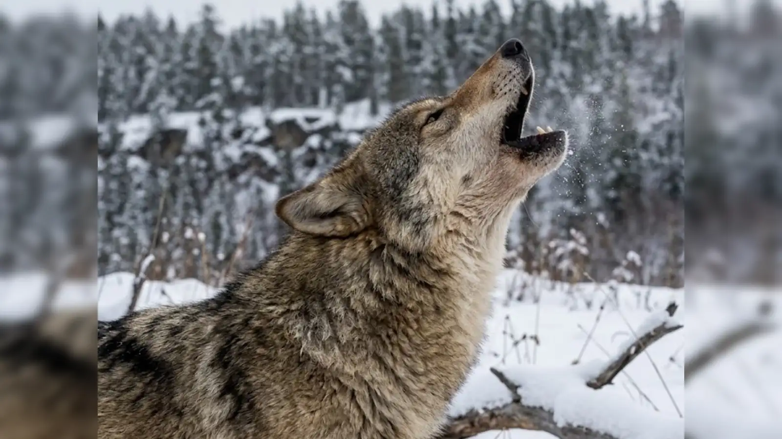 What Chernobyl's Wolves Learned to Survive That Scientists Still Don't  Fully Understand