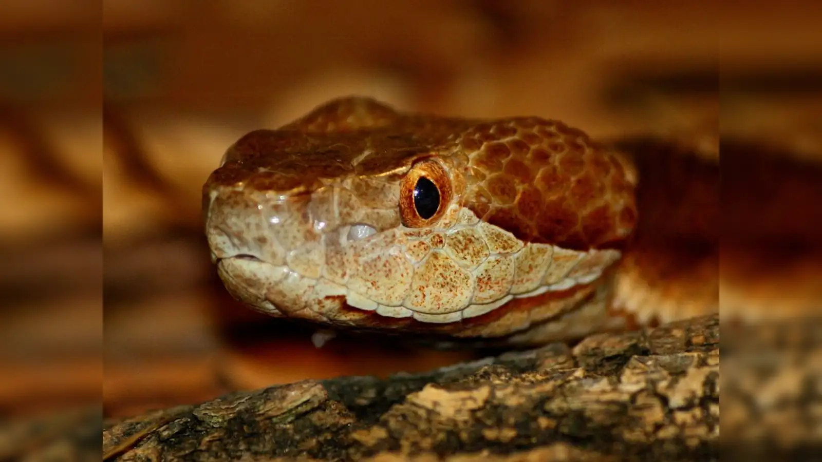 Are Copperhead Snakes Active At Night