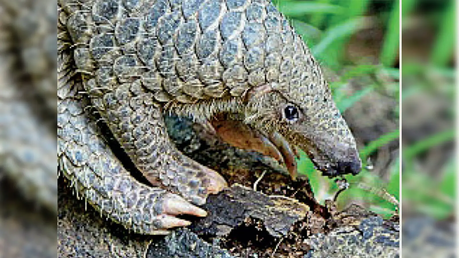 pangolin day: 17 February is celebrated as World Pangolin Day - The  Economic Times