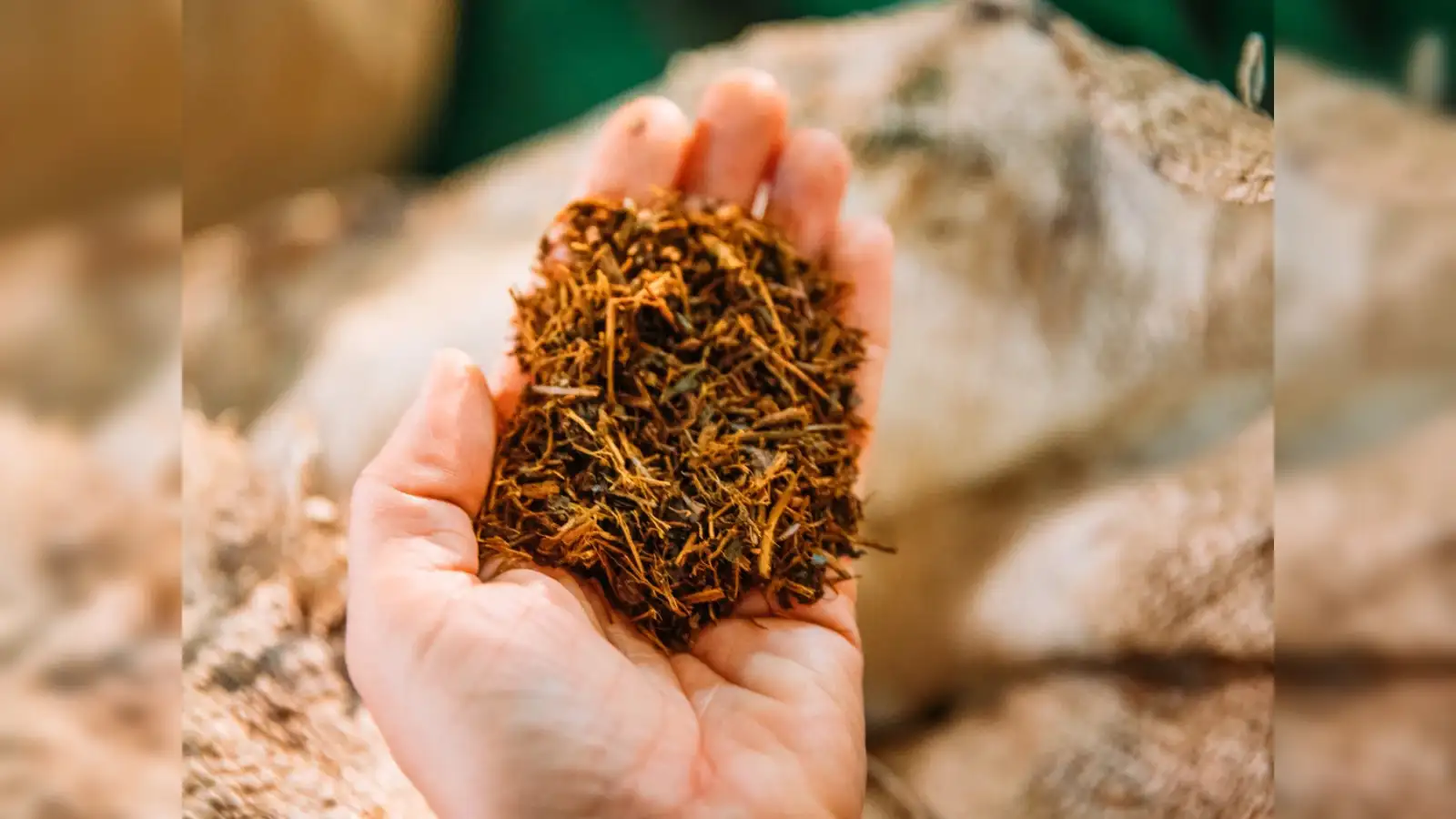 what is fcv tobacco Complete Guide - Flue-Cured Virginia - Leaf Tobacco - Global Provider