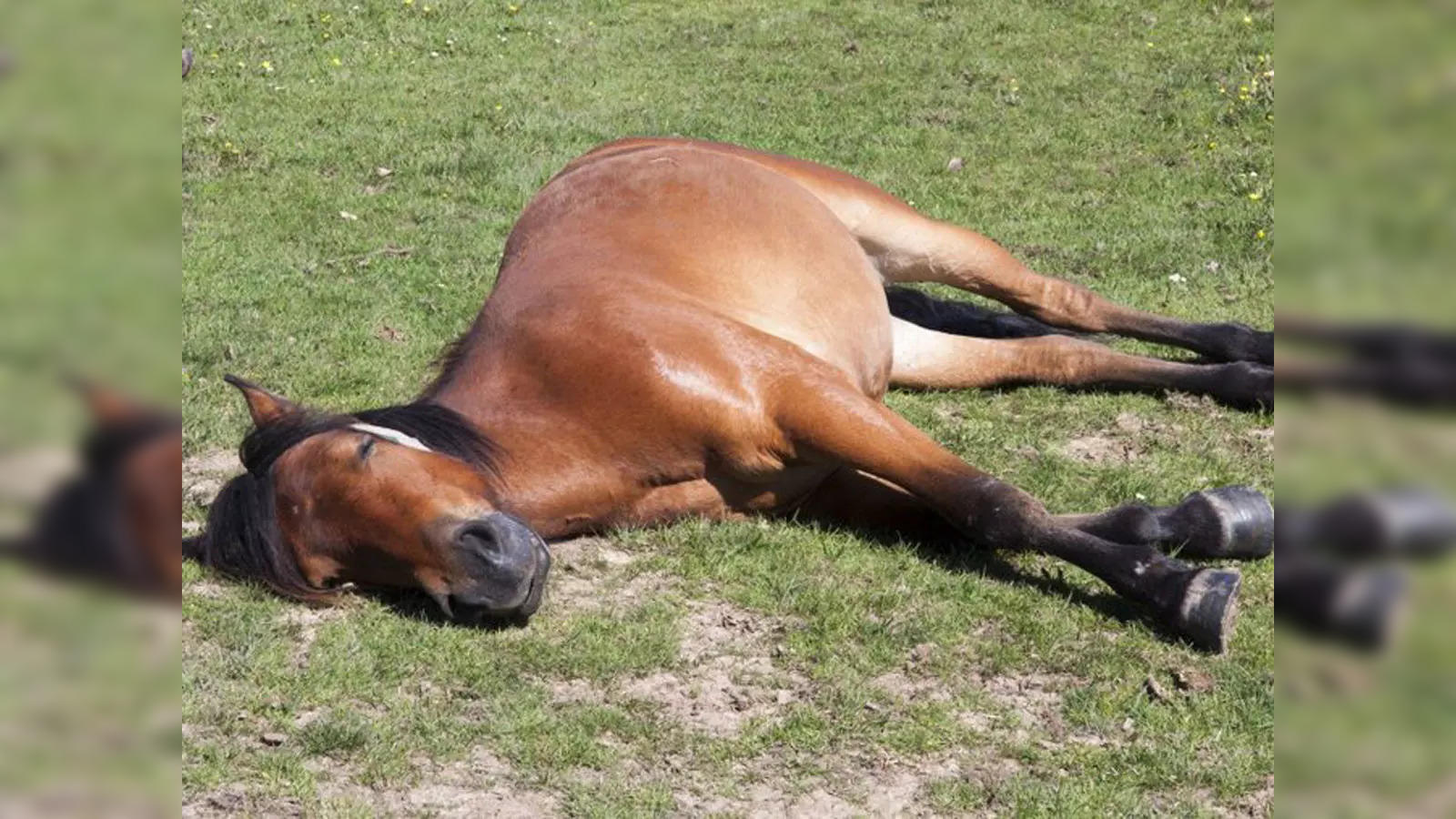 sugar the horse: Internet set abuzz by horse that pretends to fall asleep  as soon as a rider approaches - The Economic Times