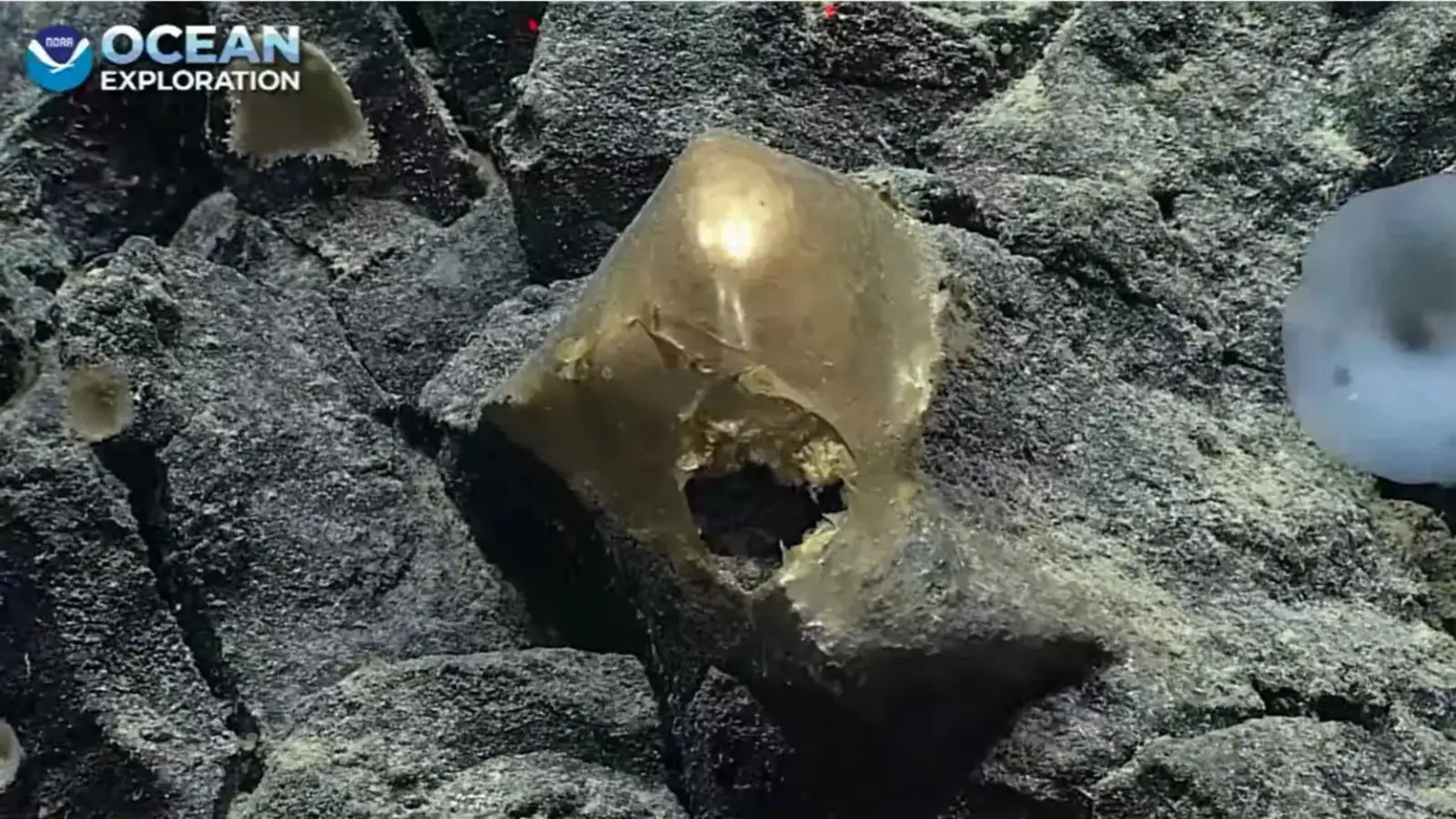 golden egg: Scientists found 