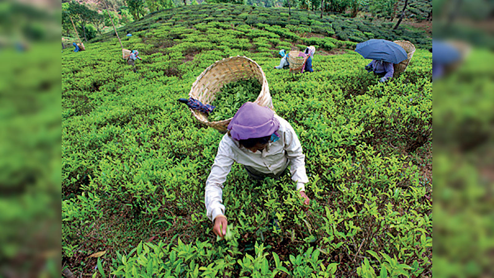 Darjeeling Green Teas Taster Box from Gopaldhara Tea Estate