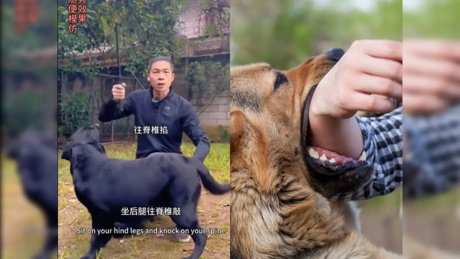 Viral video of Pitbull attacking child in park sparks outrage; Here's how to escape yourself or your child from a dog bite