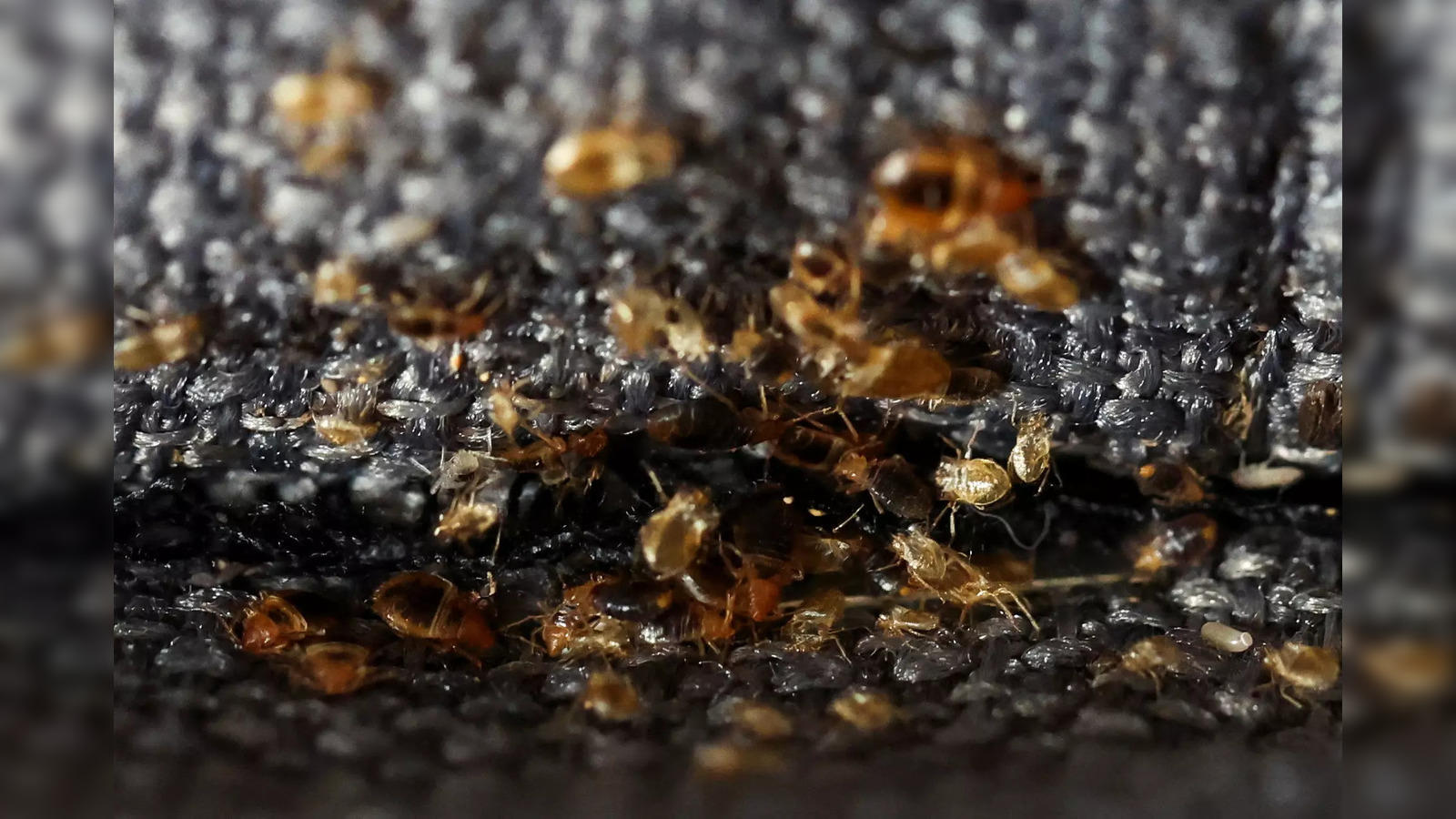 The Bedbugs in Paris: Here's What We Know So Far