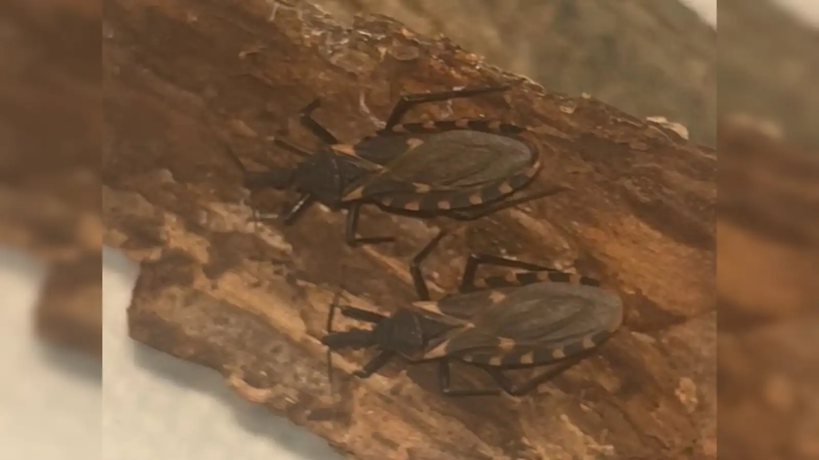 ‘Kissing bug’ disease is here to stay in the US, experts say. Here’s why it’s spreading