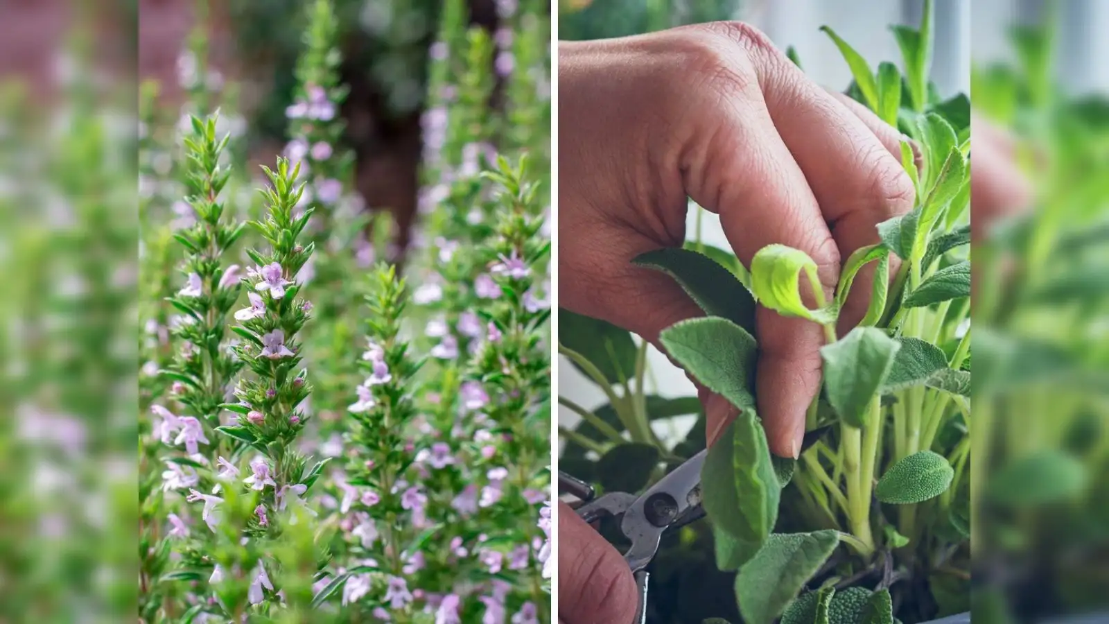 profitable herbs to grow