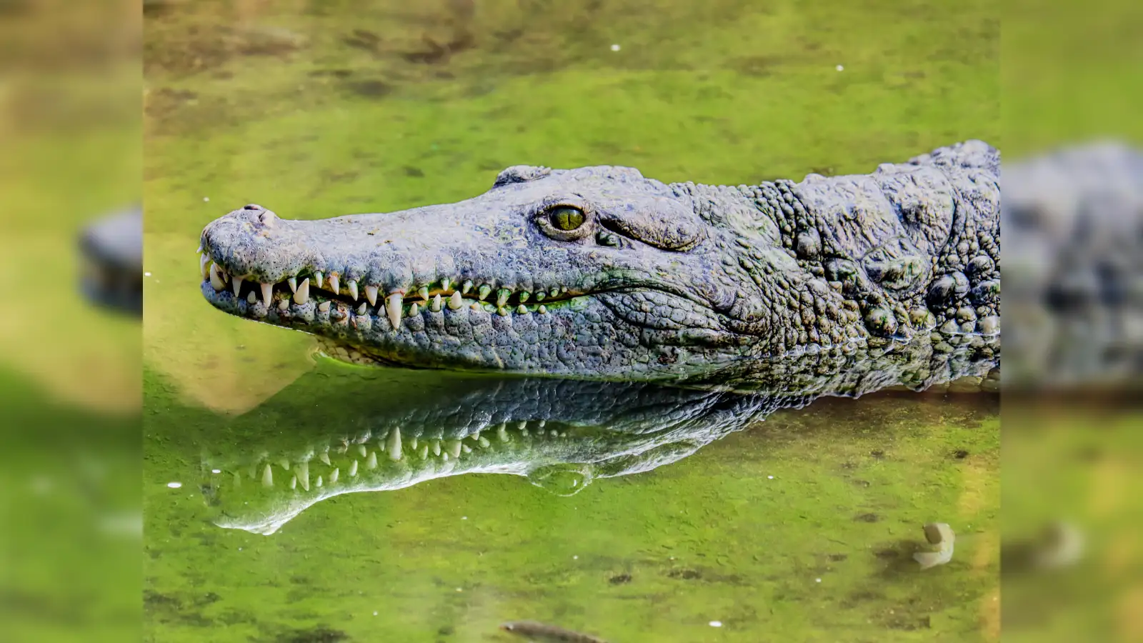 BSF examines plan to release crocodiles & snakes along areas of