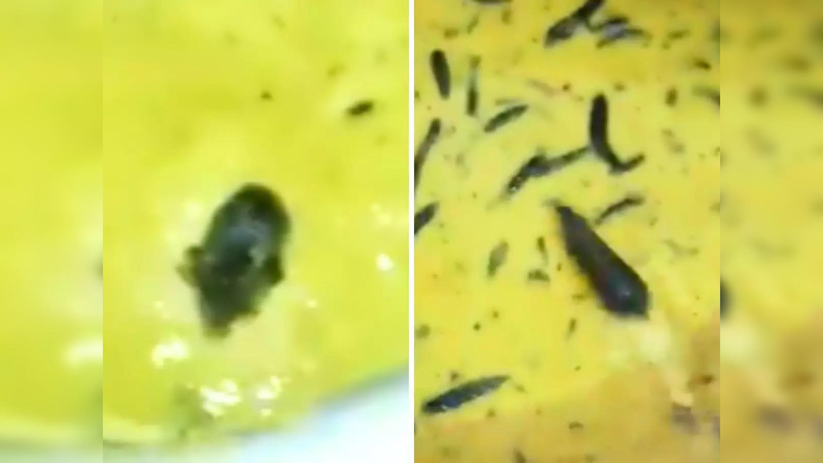 Hyderabad JNTU hostel horror: Rat found swimming in chutney. Video goes  viral - The Economic Times