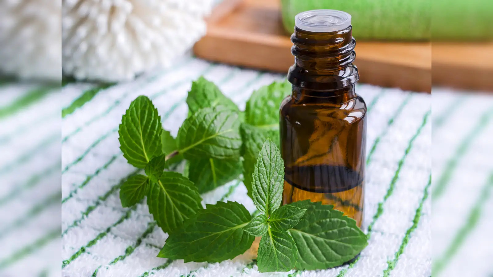 mentha oil price Mentha oil prices rise 18 so far in August