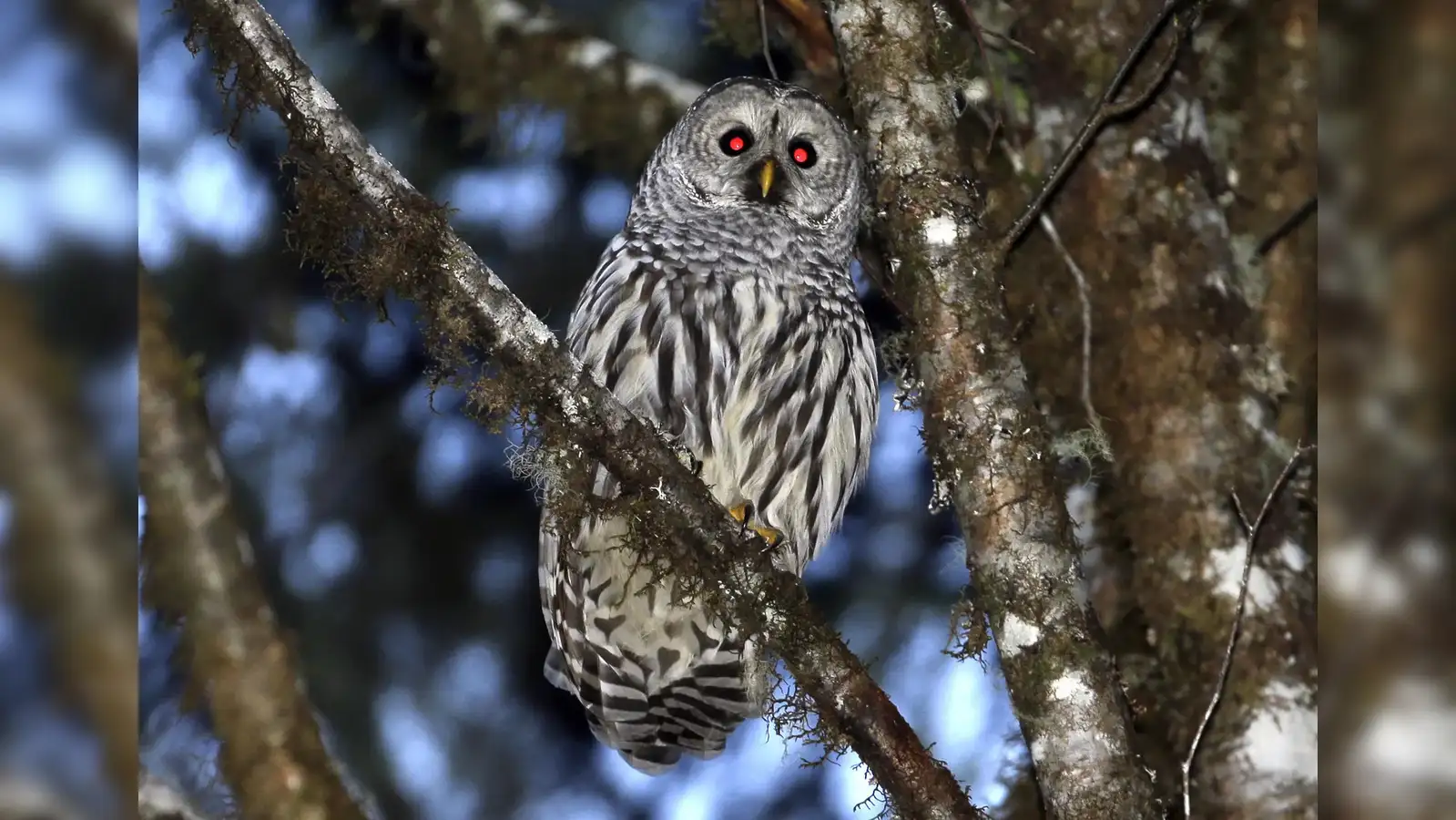 barred owls: Why have U.S. Wildlife officials planned to kill half a  million barred owls? Know about the controversy - The Economic Times