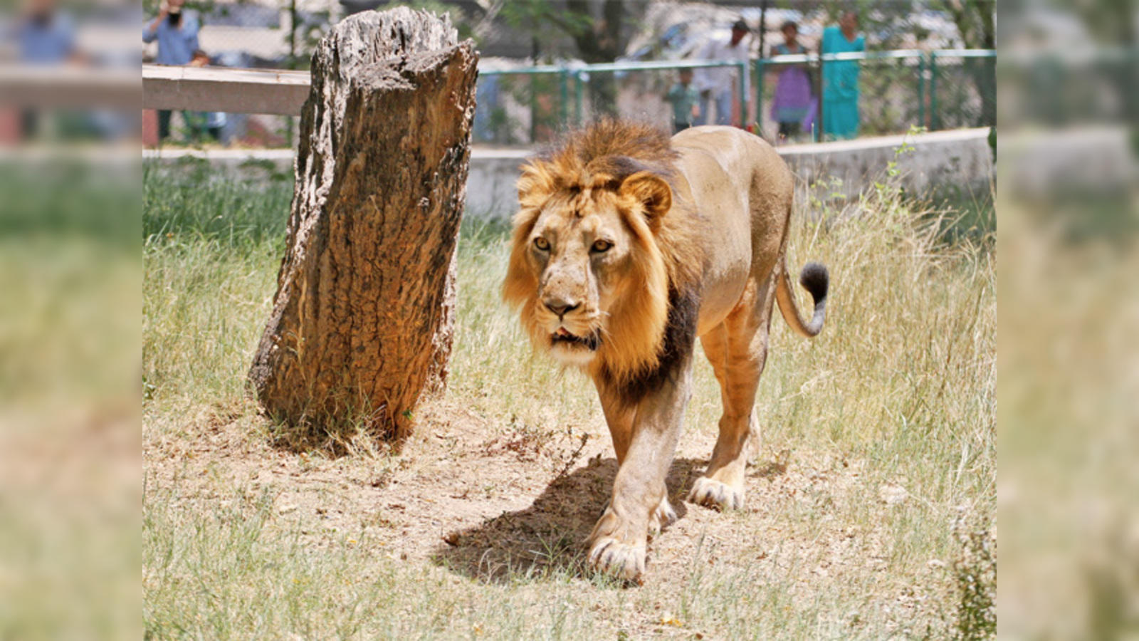 YADAV KING LION
