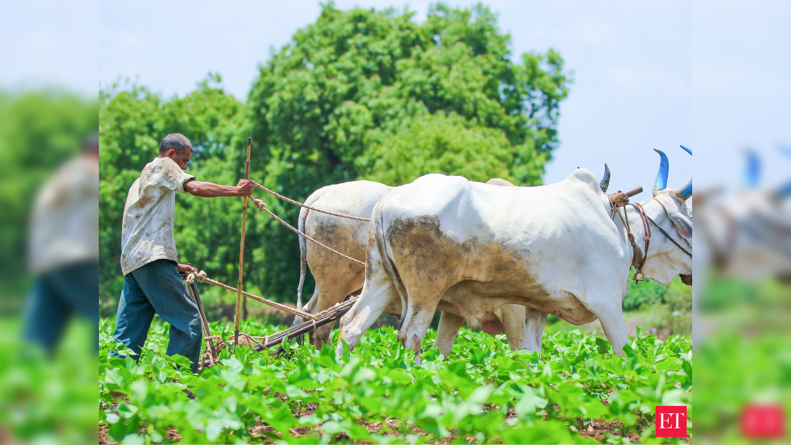 Rural India  Food Price : Rural India, a cause no one worries about: fall  in real wages, unemployment, food price rise hit hard