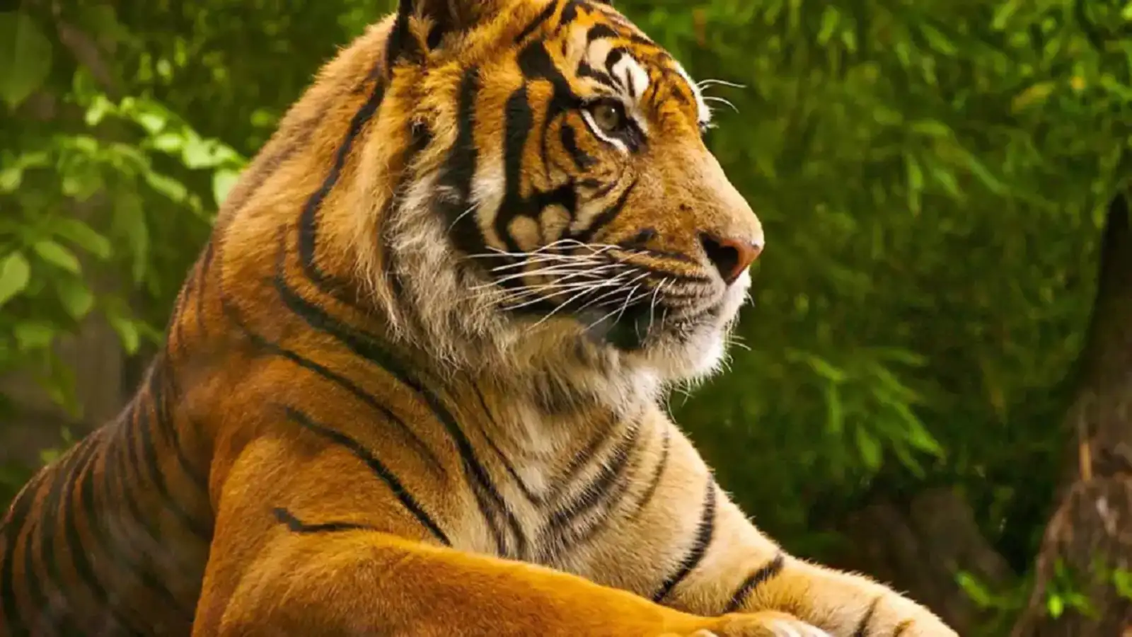 Tiger Population: India's tiger population increased from 1,411 in 2006 to  3,682 in 2022: Government in Lok Sabha - The Economic Times