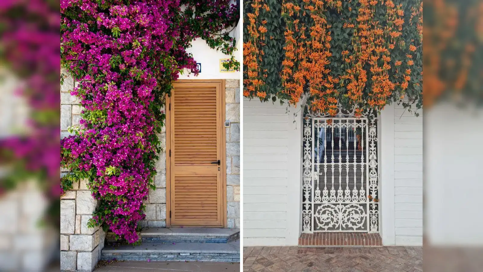 Summer garden goals: 9 flowering plants you can grow for a vibrant entrance of your house