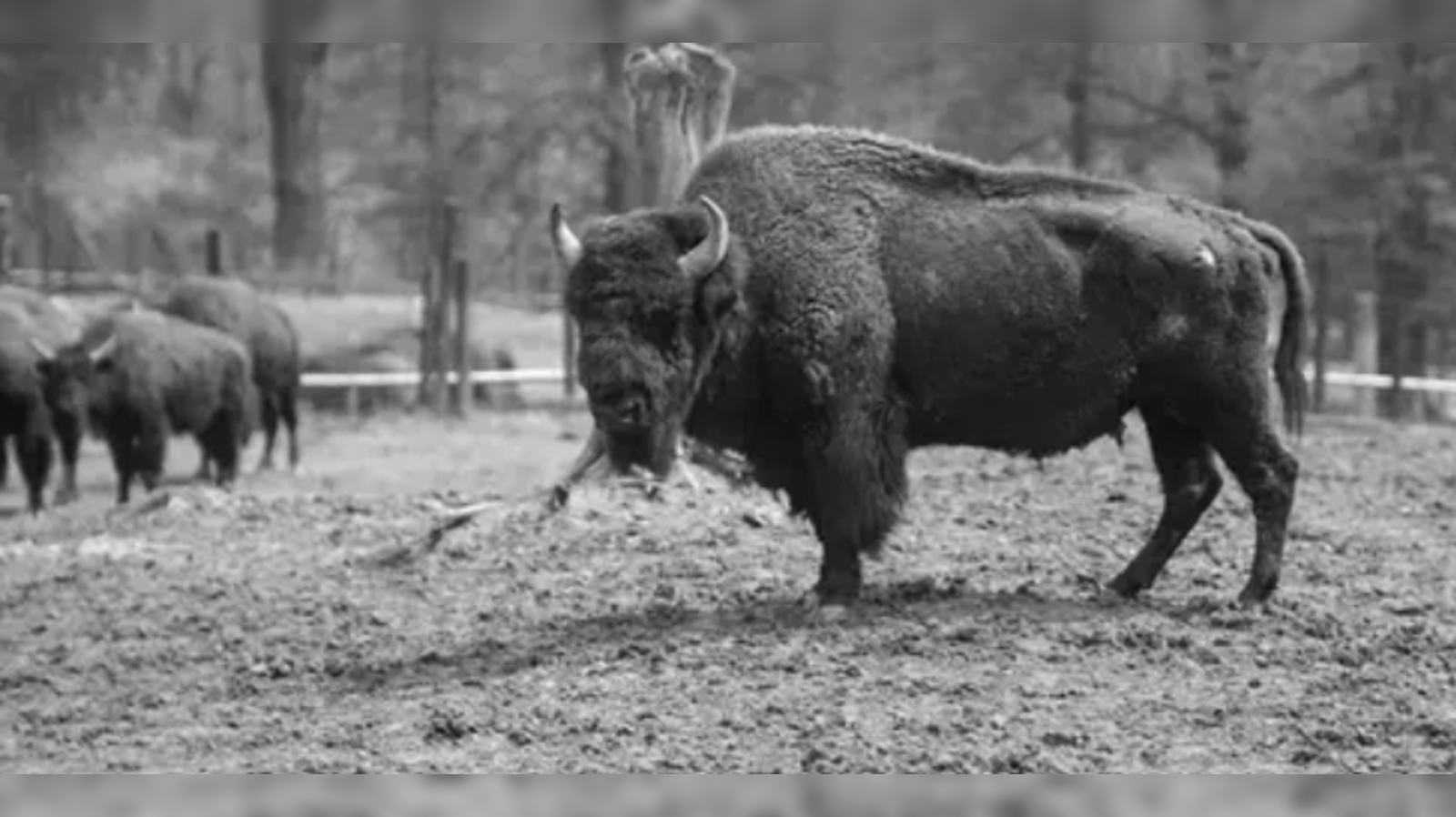 american buffalo: 'The American Buffalo' watch guide: All you need