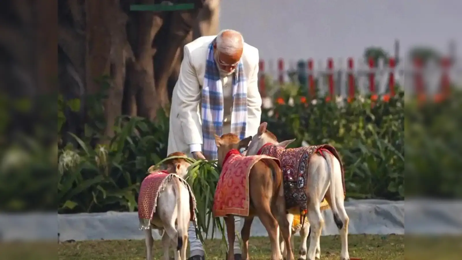 Dwarf Cows Indian
