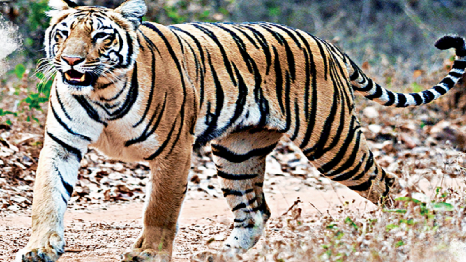 International Tiger Day: As tiger populations increase, so do conflicts  with humans - ABC News