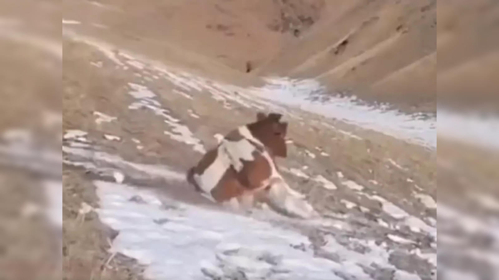 Cow Snow Sliding: Watch: Cow sliding down snowy hill amuses internet - The  Economic Times