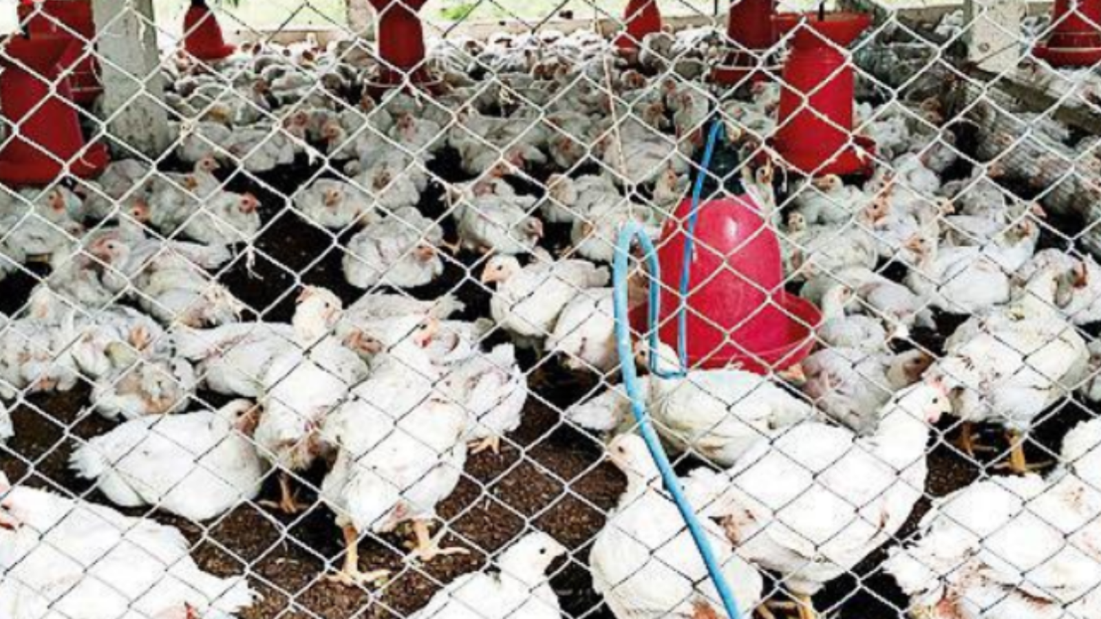 Indian poultry Revenue: Poultry revenue to grow at 10% this fiscal, says  Crisil - The Economic Times