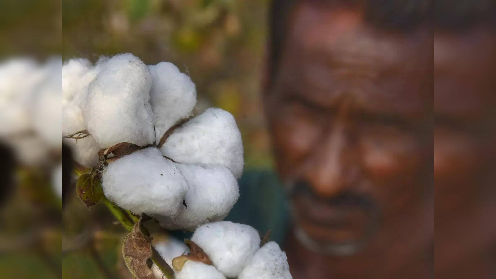 Cotton production: ET explainer: Status of India's pilot to boost cotton  yield - The Economic Times