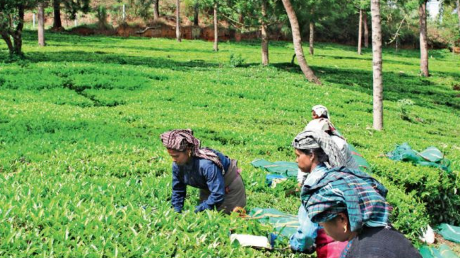 Workshop with tea growers for quality tea products