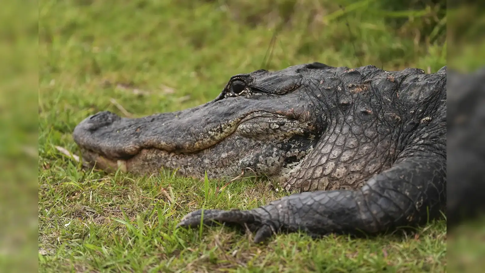 Alligator Alcatraz florida: Inside the terrifying Florida's 'Alligator  Alcatraz': Dangerous detention center being lined up to hold illegal  immigrants - The Economic Times