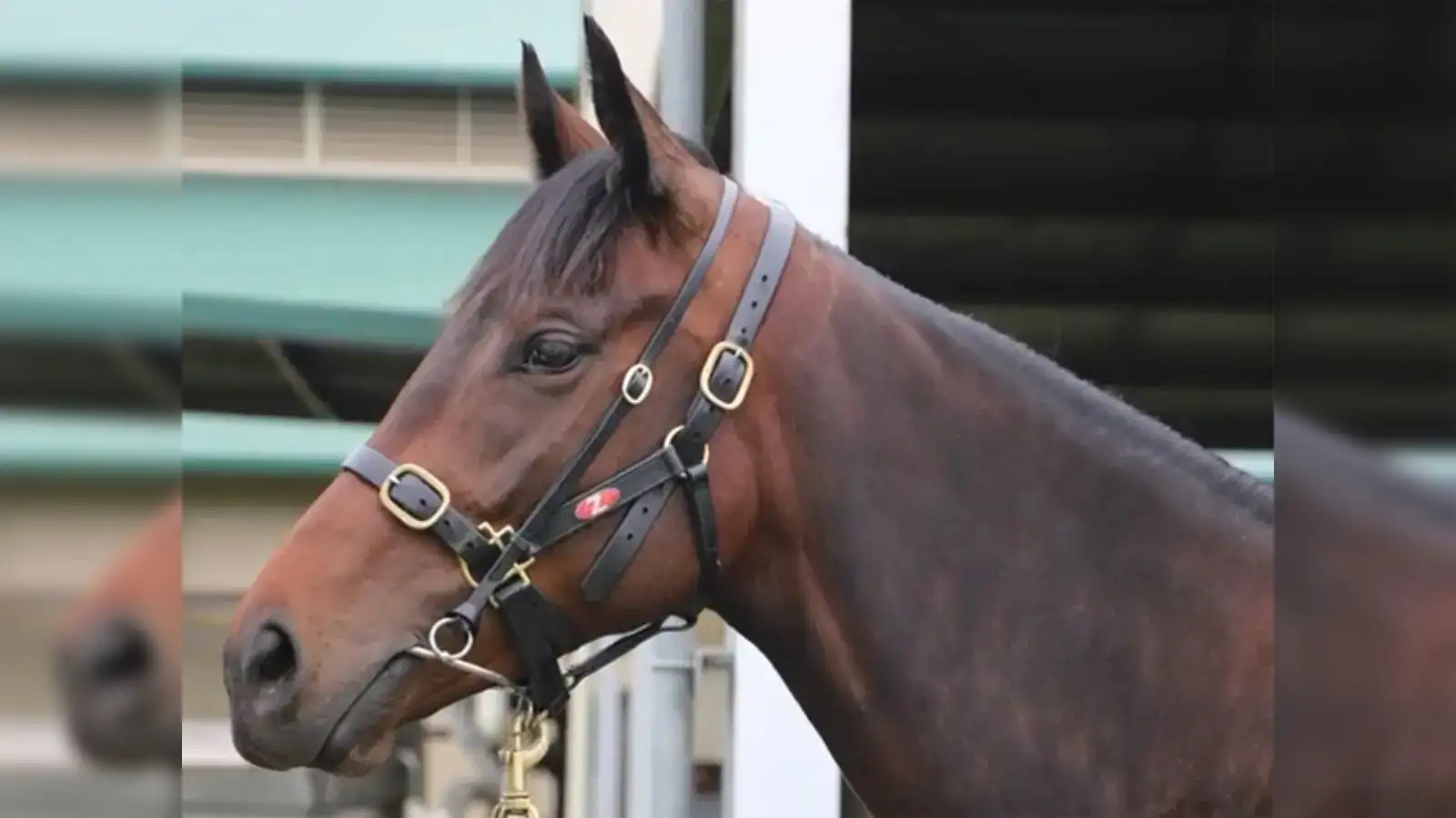 Winx’s $7 million foal Quinceanera retires without racing, shifts to breeding - here’s why